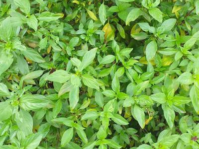 Các loại rau sống rau thơm 3