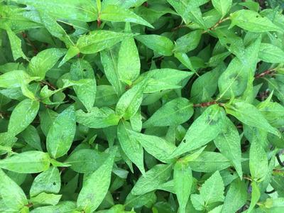 Các loại rau sống rau thơm 4
