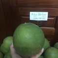 Bưởi da xanh bến tre
