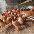 Gà quê nhà e đang nuôi đẻ