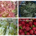 Rau củ quả sạch, hữu cơ, an toàn của Đà Lạt Đức Trọng