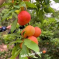 Mận tam hoa Sơn La