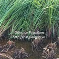 Cỏ paspalum giống cỏ chịu ngập úng