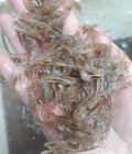 Hình ảnh: Tôm tép nhỏ
