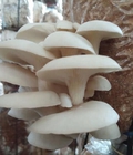 Hình ảnh: Nấm sò tươi