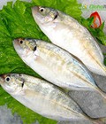 Hình ảnh: Cá bạc má béo loại 1
