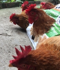 Hình ảnh: Gà mái ri thả vườn