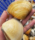 Hình ảnh: Nghêu biển size to