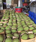 Hình ảnh: Sầu riêng ri6 loại 1