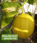 Hình ảnh: Dưa kim hoàng hậu