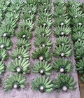 Hình ảnh: Chuối Ngự sạch