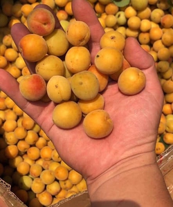 Mơ má đào, mơ rừng sạch