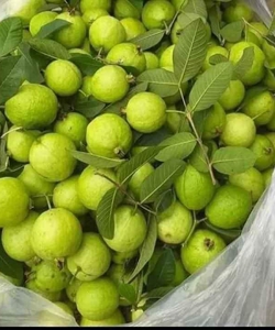 Ổi găng Đông dư đầu mua siêu ngon