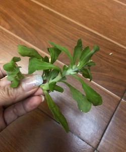 Rau khúc tươi tự làm bánh