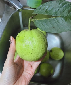 Ổi quê, xoài lép, bơ sáp daklak