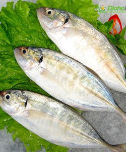 Cá bạc má béo loại 1