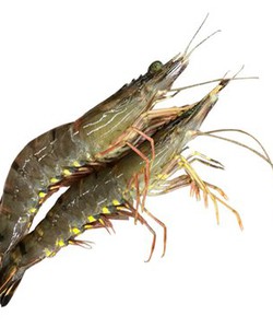 Tôm sú thiên nhiên sống