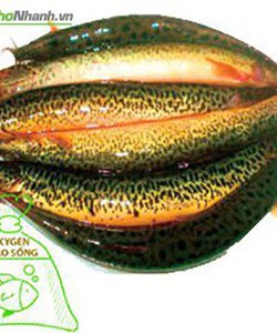 Cá chạch quế sống