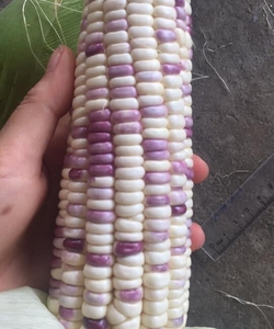 Ngô tím nếp cẩm