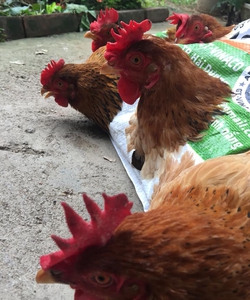 Gà mái ri thả vườn