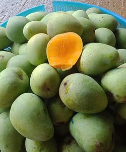 Xoài Tròn Yên Châu Sơn La