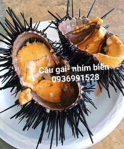 Cầu gai, nhím biển