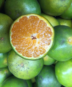 Quýt đường Bình Dương Vietgap ngọt tươi ngon