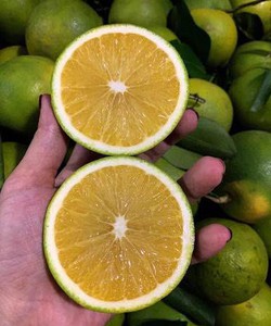 Đặc sản cam xoàn Lai Vung Đồng Tháp