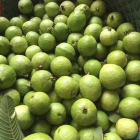 Ổi găng Đông dư đầu mua siêu ngon mua sắm online 