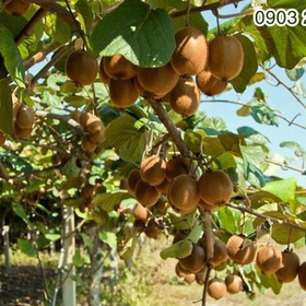 Kiwi vàng Sungold New Zealand mua sắm online 