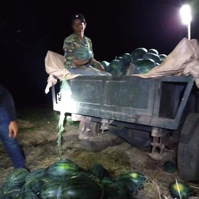 Mít mật, dưa hấu mua sắm online 