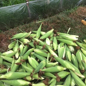 Ngô nếp mua sắm online 