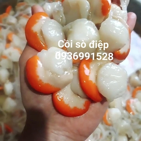 Cồi sò điệp mua sắm online 