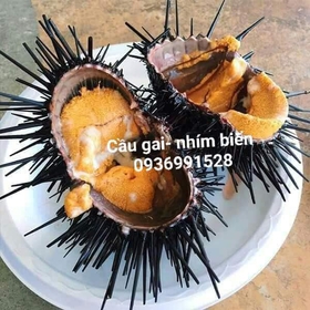 Cầu gai, nhím biển mua sắm online 
