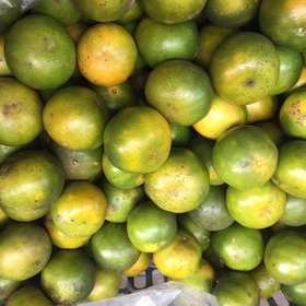 Quýt đường Bình Dương Vietgap ngọt tươi ngon mua sắm online 