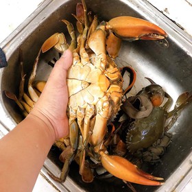 Cua cà mau mua sắm online 