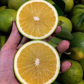 Đặc sản cam xoàn Lai Vung Đồng Tháp mua sắm online 