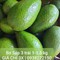 Bơ sáp tuyển, bơ 034