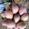 Gạo sạch và trái cây vườn
