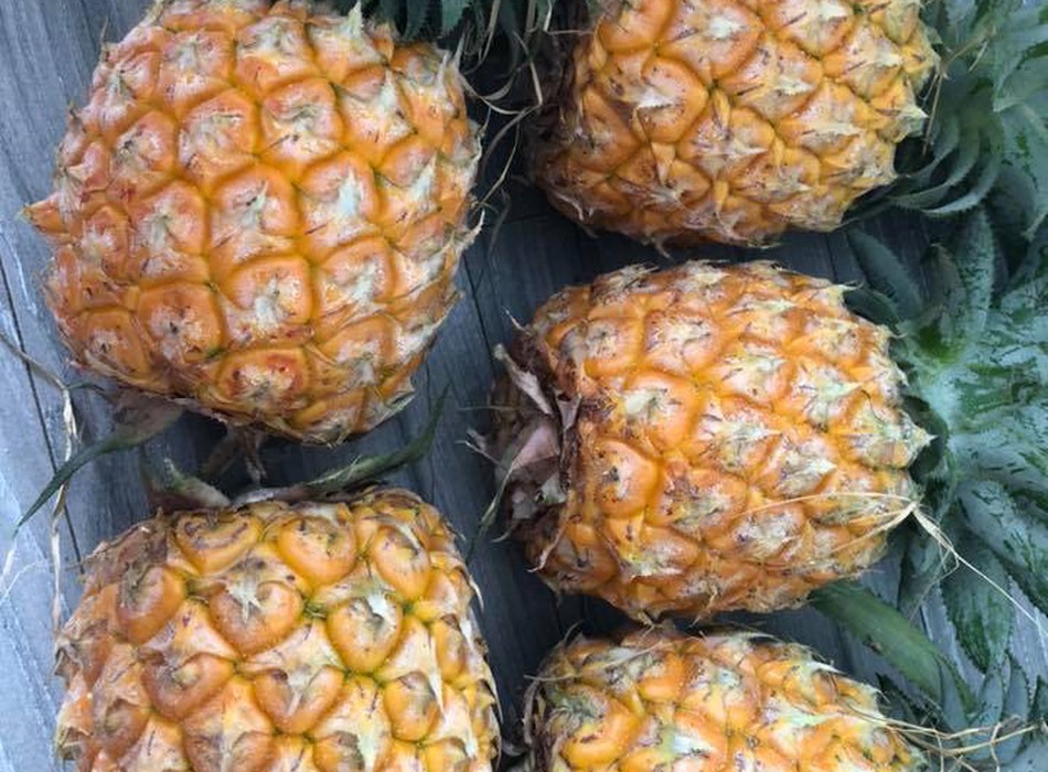 Dứa mật giá hạ nhiệt 29784161 | Rongbay.com